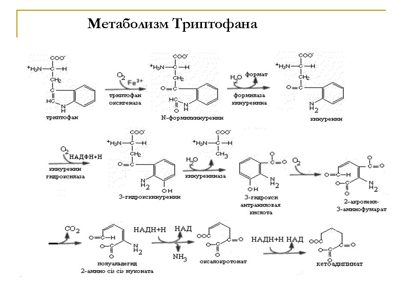 Метаболизм Триптофана